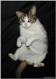 Sinbad (cat)