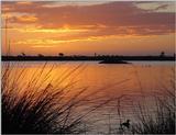 duck in sunset 242K