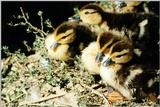 Ducklings - Paducah, KY - duck02.jpg