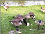 My 'Afternoon' Friends at the pond - Canada Geese