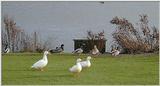 Duck's