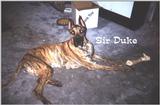 (Description) File 06 of 40 - Duke - 002.jpg (1/1)