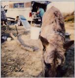 (Description) File 07 of 40 - Duke - 003.jpg (1/1)