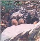 Dwarf Mongoose