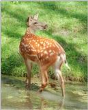 The colors of Schwarze Berge Animal Park - Dybowski doe wading the pond