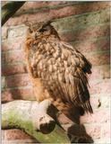 Sweet birdie, anyone? Here's an eagle owl from Schwerin Zoo