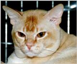 Red European Burmese Cat