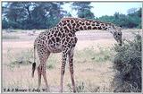 Giraffe - East Africa