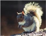 Gray Squirrel (Sciurus carolinensis carolinensis) 1