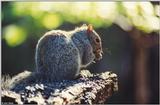 Gray Squirrel (Sciurus carolinensis carolinensis)2