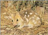 Eastern Quoll (J01) - Dasyurus viverrinus