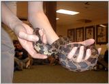 Toledo Zoo pics - Fox Snake