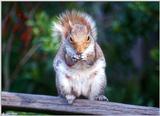 Eastern Gray Squirrel - Eastern Gray Squirrel400.jpg