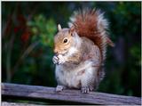 Eastern Gray Squirrel - Eastern Gray Squirrel401.jpg