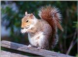 Eastern Gray Squirrel - Eastern Gray Squirrel402.jpg