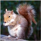 Eastern Gray Squirrel - Eastern Gray Squirrel403.jpg