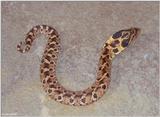 Eastern Hognose Snake