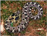 Eastern Hognose Snake (black color phase) 1