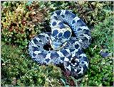 Eastern Hognose Snake (black color phase) 2