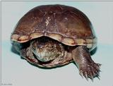 A 3 legged turtle