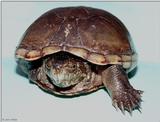 A 3 legged turtle