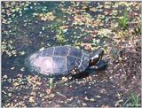 Eastern Painted Turtle