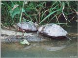 Eastern Painted Turtle