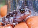 Eastern Spadefoot (Scaphiopus holbrooki)