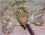 Eastern Spiny Softshell Turtle (Apalone s. spinifera)1