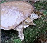 Eastern spiny softshell (Apalone spinifer spinifer)