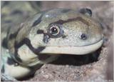 Eastern tiger salamander (Ambystoma tigrinum tigrinum)