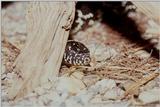 Peek-a-boo (eastern kingsnake)