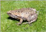 Eastern Narrowmouth Toad (Gastrophryne carolinensis)