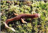 Red-spotted newt (Notophthalmus viridescens viridescens) 2