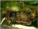 eastern painted turtles