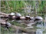 Turtles
