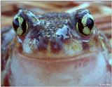 eastern spadefoot close-up