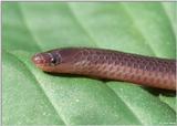 Eastern Worm Snake (Carphophis amoenus amoenus) close-up