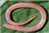 Eastern Worm Snake (Carphophis amoenus amoenus) venter