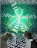 Cats in Cyberspace