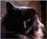 The Warrior (cat) - eclipse002.JPG (0/1)