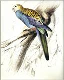 ...arrakeet -> pale-headed rosella (Platycercus adscitus)