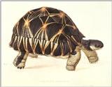 ...Some Birds, 2 shrews and a tortoise Testudo Radiata circa 1836 -- radiated tortoise (Astrochelys