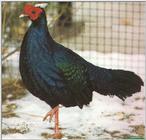 More Pheasants: Edward's Pheasant