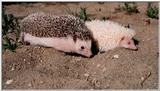 Re: Hedgehogs - Egels.jpg -- African Pygmy Hedgehog and Albino