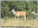 Kudu in Samburu, Kenya