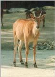 Haven't posted hoofstock for a while... here's an eland youngster from Hannover Zoo