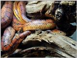 pair of corn snakes