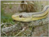 Yellow Rat Snake