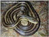 Greenish Rat Snake Intergrade